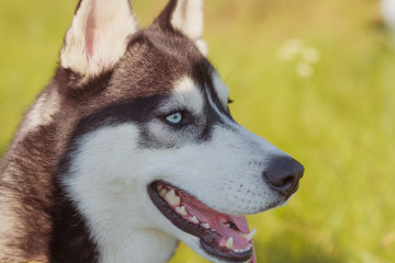 Husky Siberian dog happily laughing and smiling outside in vintage tone