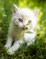 little kitten is walking in green grass outdoors