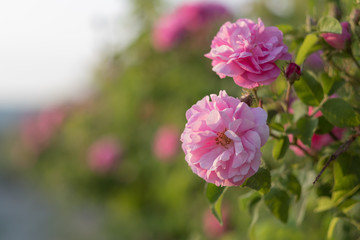 Beautiful young woman with curly hair posing near roses in a garden. The concept of perfume advertising.