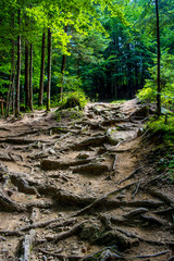 Photo of dirt road in forest in Carpathian mountains