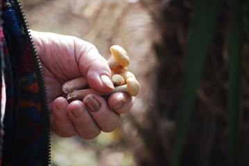 La raccolta dei funghi chiodini