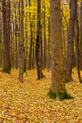 Photo of orange autumn forest with leaves