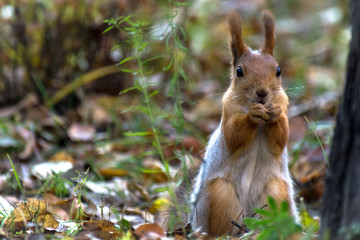 A red squirrel sitting on the ground, eating nuts in the autumn park, green grass, yellow leaves