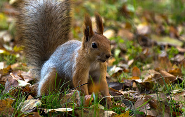 Naklejka na ściany i meble Red squirrel, grey winter coat, jumping in the autumn park, green grass, yellow leaves