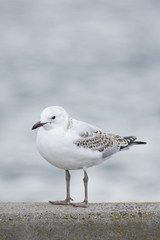 Bird with Blurry background 