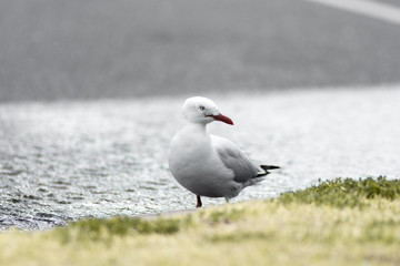 Bird with Blurry background 