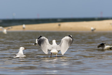 Seagulls Landing on the beach 