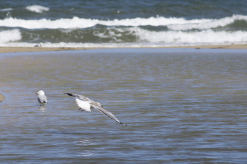 Seagulls Landing on the beach 