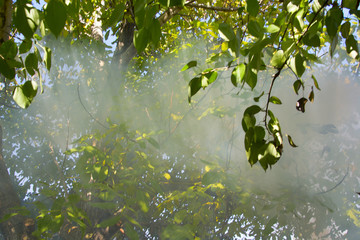 the sun's rays through the smoke in the woods
