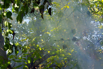 the sun's rays through the smoke in the woods