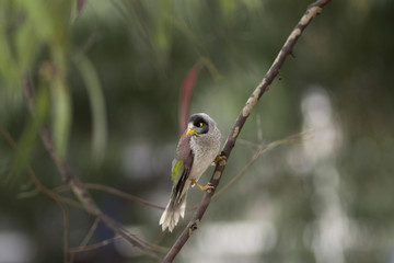 Little bird on the tree with blurry background 