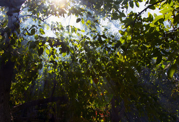 the sun's rays through the smoke in the woods