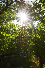 Obraz premium the sun's rays through the smoke in the woods