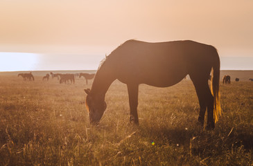 Fototapeta na wymiar Horses at sunset in the field