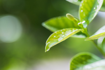 水滴のついた葉　エコイメージ