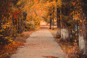 In the autumn park