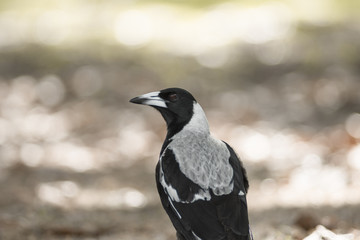 Bird with Blurry background 