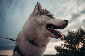 Beautiful girl plays with a dog (grey and white husky) in the mountains at sunset