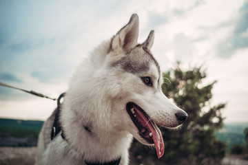 Beautiful girl plays with a dog (grey and white husky) in the mountains at sunset