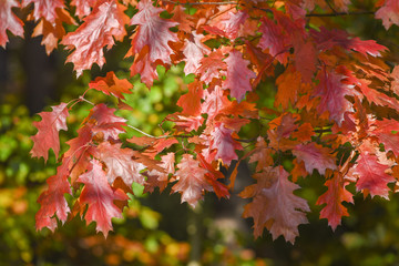 Colorful autumn leaves on the tree, red leaves on the tree.
