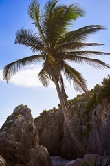 Fototapeta na wymiar Tulum beach palm tree in Riviera Maya at Mayan