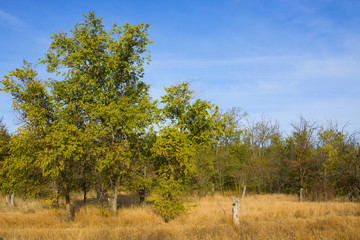 yellow and red autumn bushes