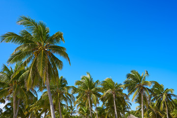 Fototapeta na wymiar Tulum palm trees jungle on Mayan Riviera beach