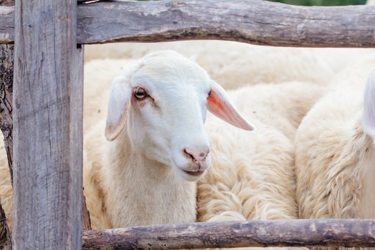 sheep in sheepfold