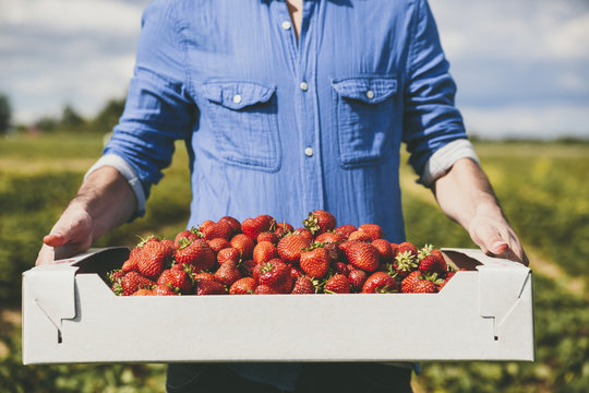 Man holding a box full of fresh strawberries