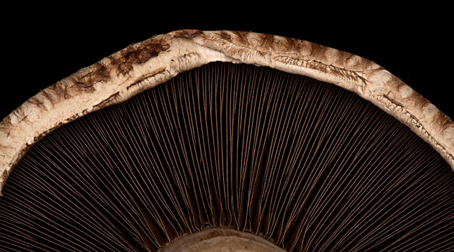 Portobello Mushroom