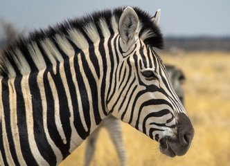 Fototapeta na wymiar Zebra freilebend in Afrika