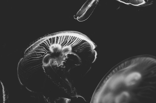 Jellyfish