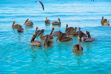 Pelican birds swimming in Caribbean