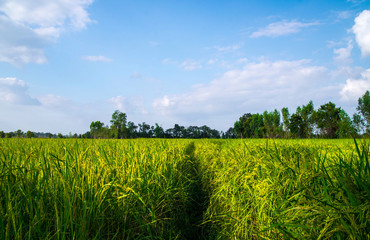 Green rice fields growing with soft light windy season
