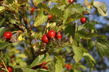 Branches with dog-rose berries in autumn