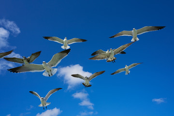 Seagulls sea gulls flying on blue sky