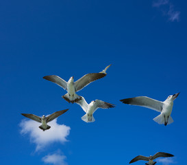 Seagulls sea gulls flying on blue sky
