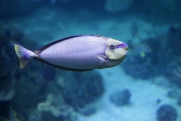 Fototapeta na wymiar Purple ocean fish