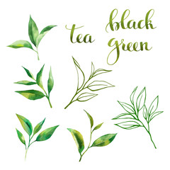 Food design set with tea leaves watercolor, line art sketch and lettering. Hand drawing watercolor style. On white background