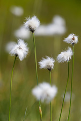 Fototapeta na wymiar flower of natural cotton grass (Eriophorum)