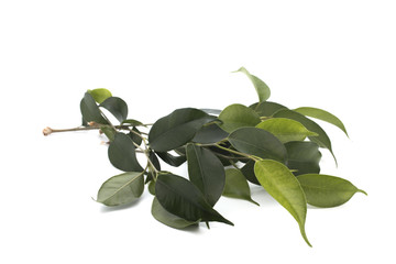 Branch of a ficus on a white background