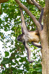 Fototapeta premium Mono Arana Spider Monkey in Riviera Maya