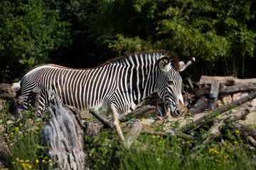 Fototapeta na wymiar Zebra in captivity
