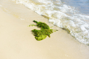 Green algae on a sea beach on a sunny day
