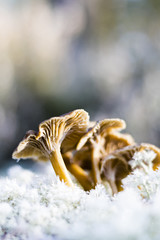 funnel chanterelle