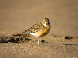 Small bird on sandy beach standing on one leg