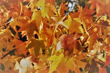 autumn leaves