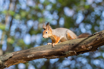 red squirrel on a branch in autumn