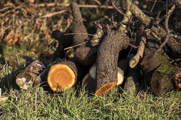 Fototapeta premium Firewood at countryside
