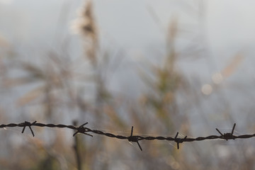 Barbed wire fence